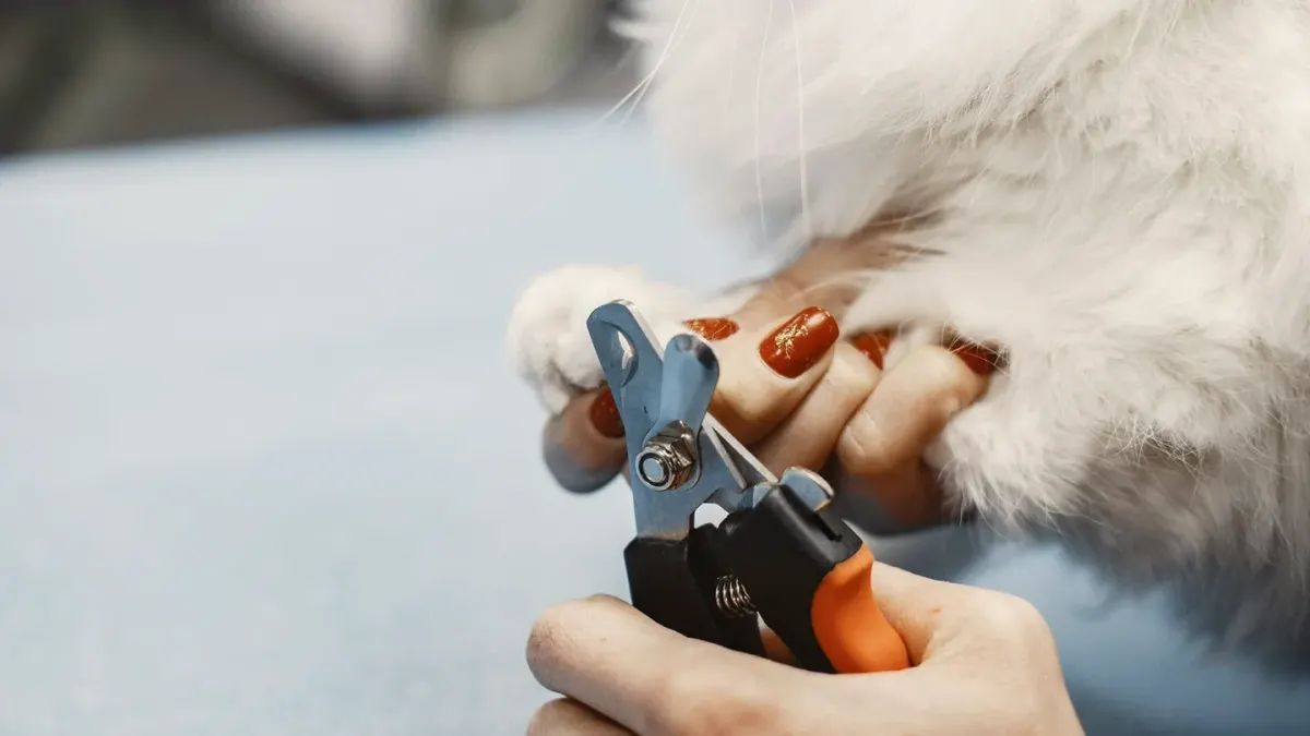 A groomer's hand holding a small dog's paw while trimming a nail