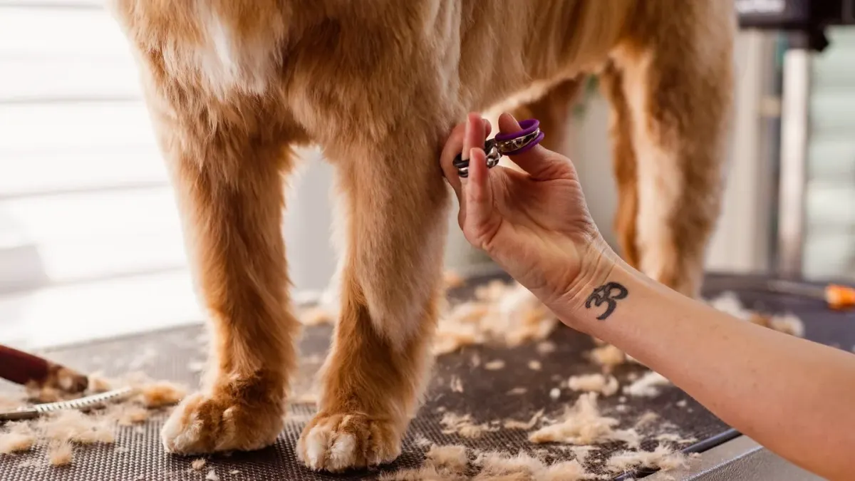 A groomer's hands using blunt-tip scissors to trim hair near a small dog's eye