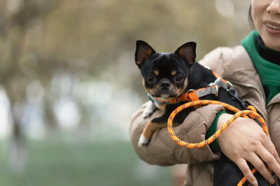 A hand gripping a padded traffic handle positioned close to a dog&#x27;s collar clip