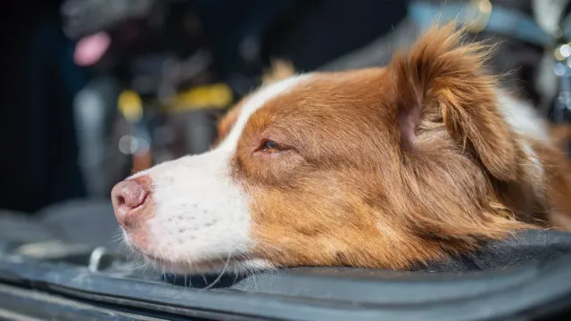 A herding-breed dog resting quietly on a bed indoors