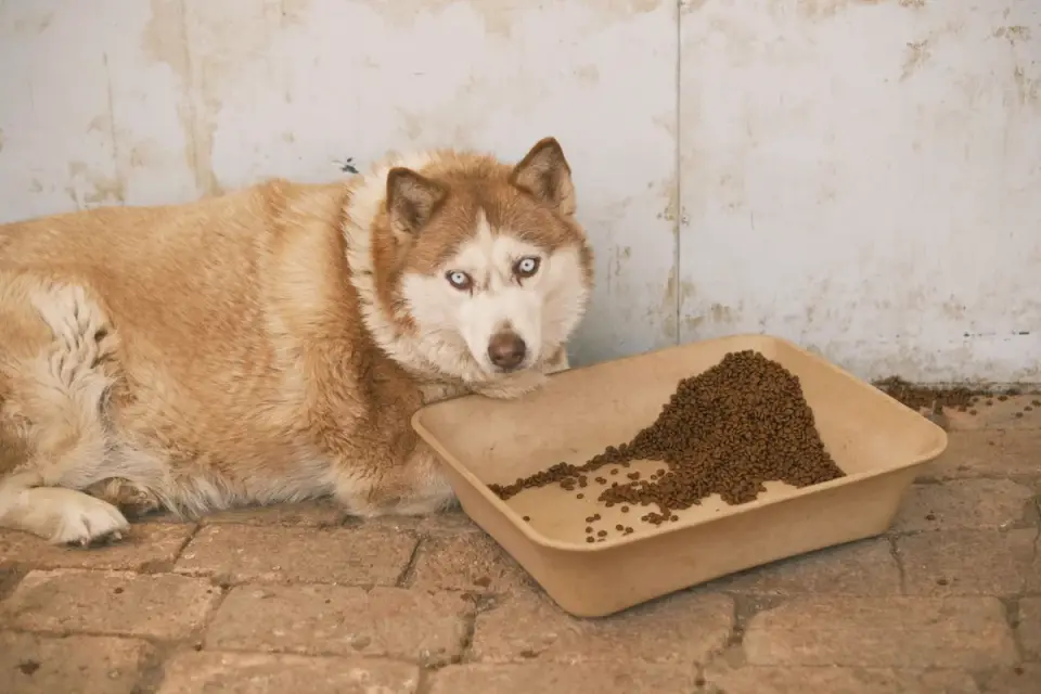 A husky drinking from a bowl of cold water indoors