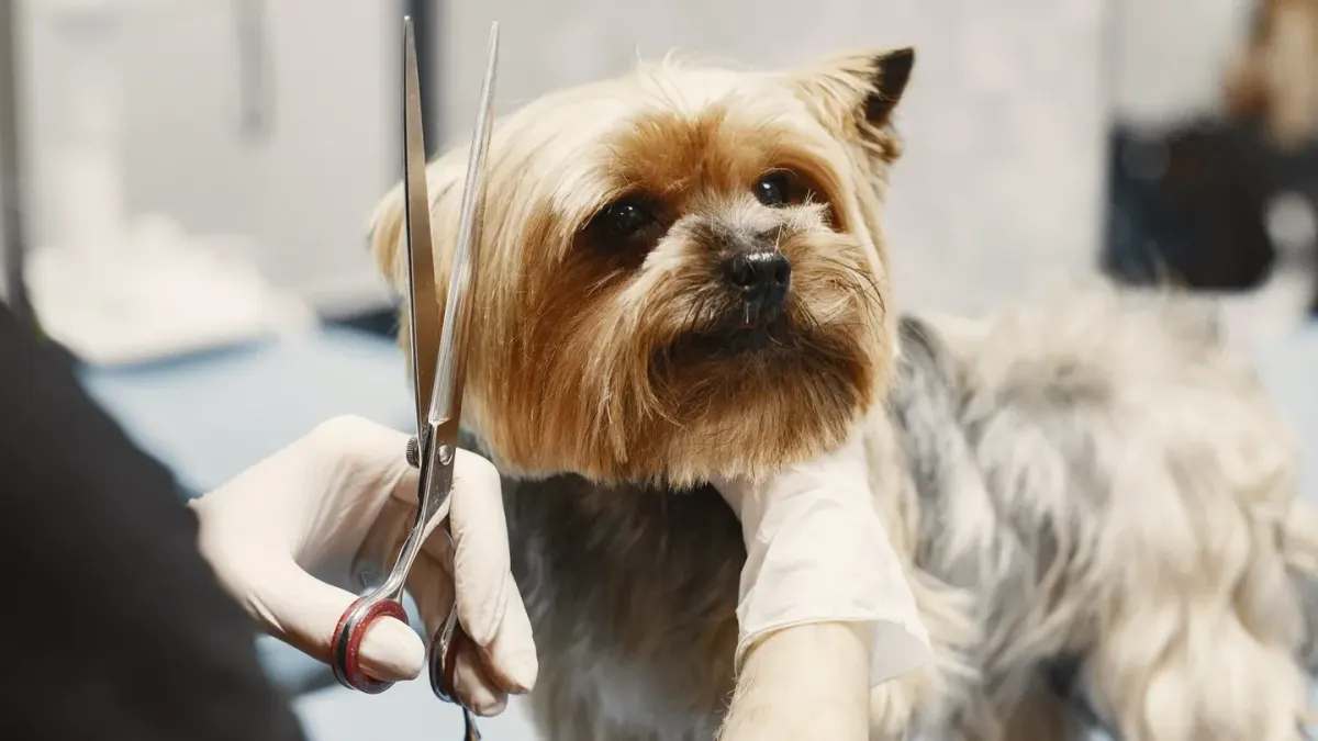A large double-coated dog being brushed on a grooming table beside a small terrier waiting its turn