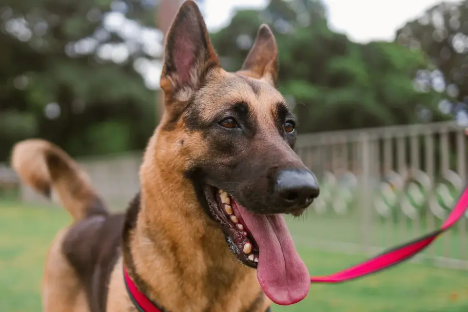 A large senior dog walking down an outdoor ramp instead of steps