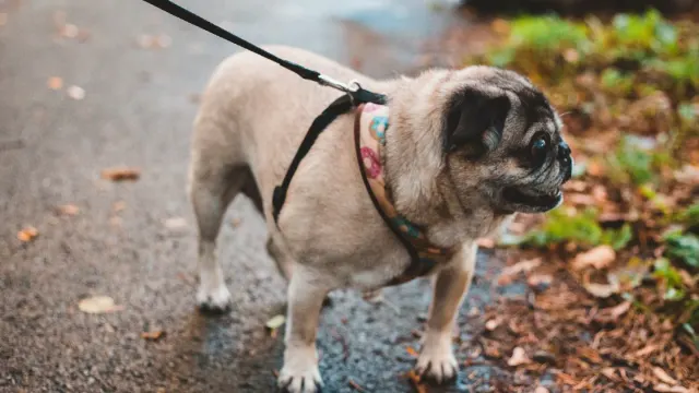 A leashed dog straining and barking toward another dog across the street