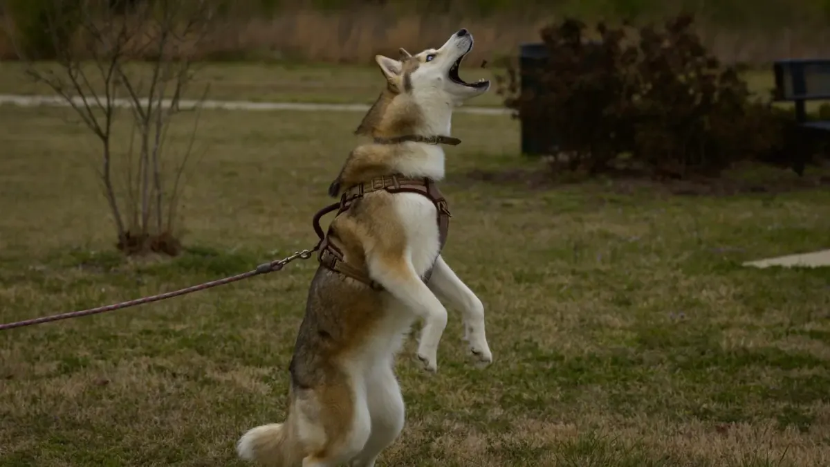 A leashed dog straining forward toward something off-camera while the owner holds the line taut