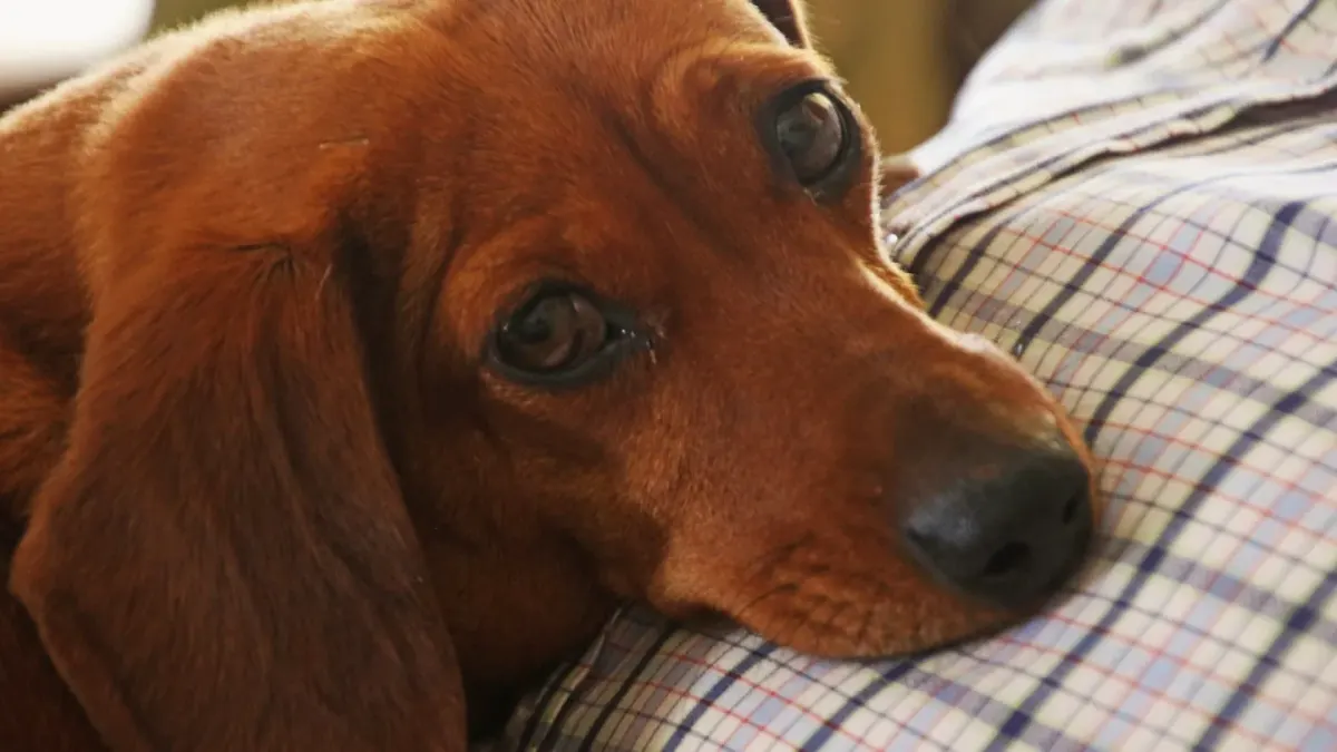 A long-backed dachshund climbing a low-angle ramp onto a sofa