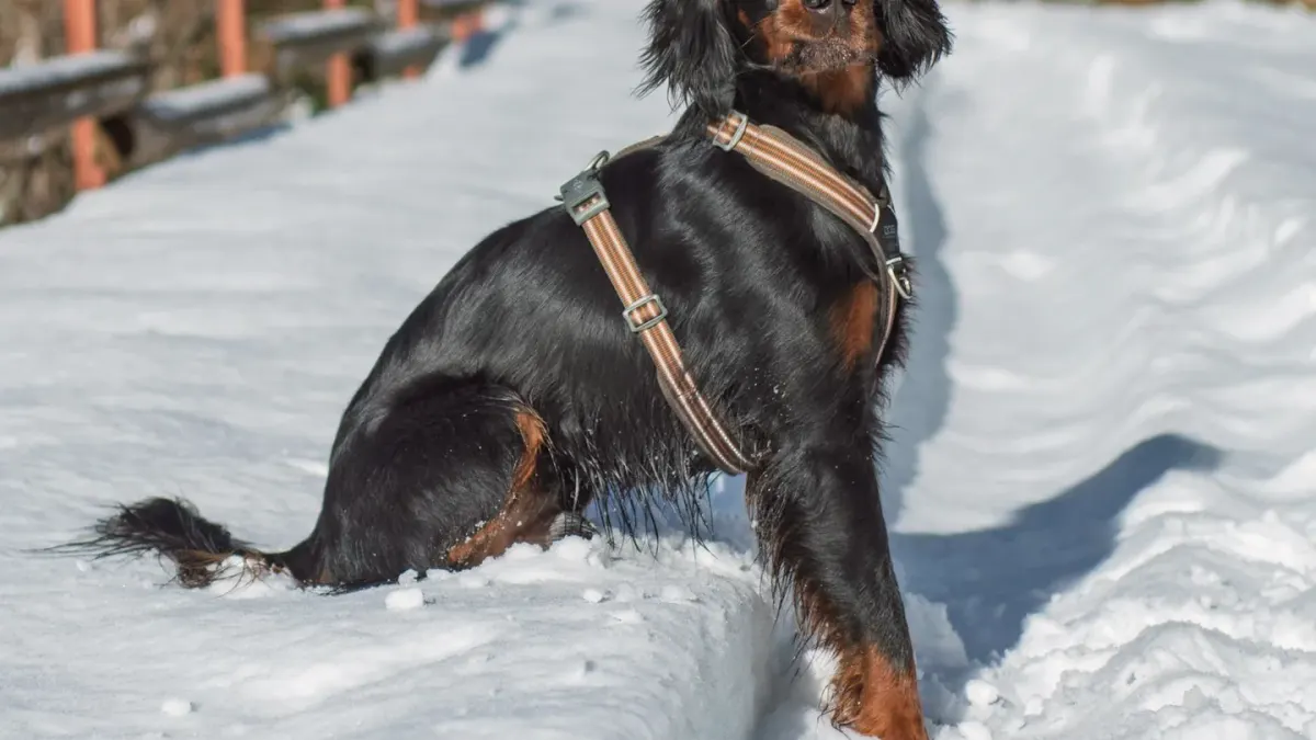 A medium dog walking outdoors wearing a Y-front harness
