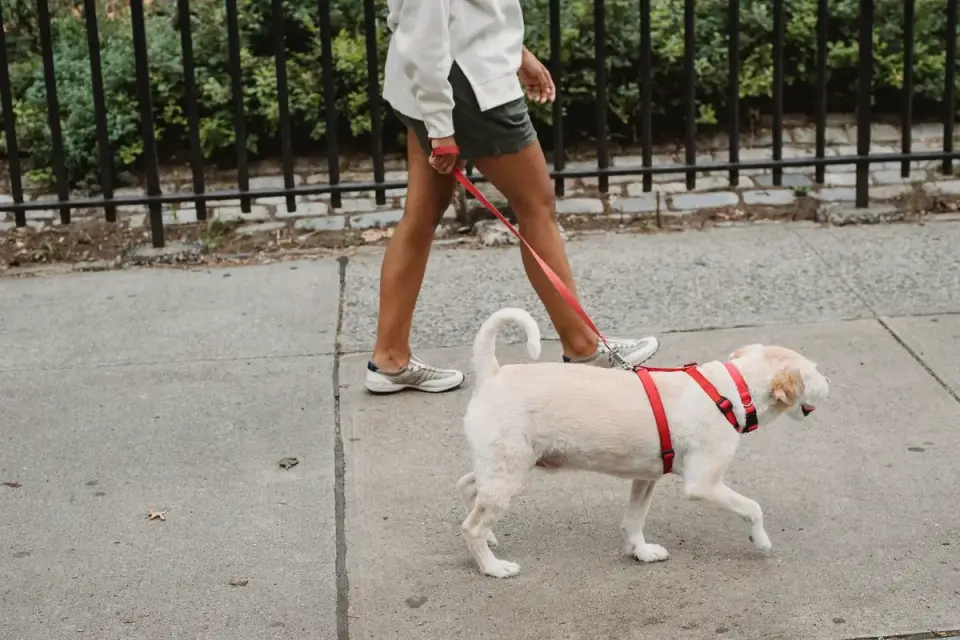 A medium dog walking outdoors wearing a Y-front harness