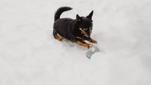 A medium-sized dog rolling a treat ball across a kitchen floor to release kibble