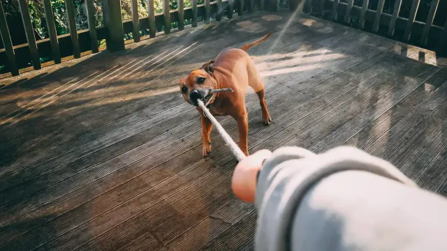 A medium-sized dog tugging on a knotted rope toy indoors