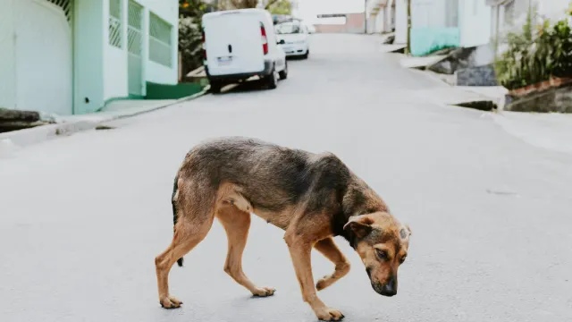 A medium-sized dog walking on a leash and harness along a paved sidewalk