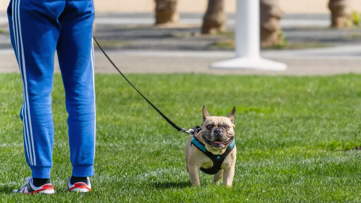 A medium-sized dog walking on a leash attached to a chest-mounted harness clip