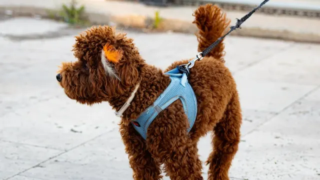 A medium-sized dog walking on a leash attached to a front-clip harness