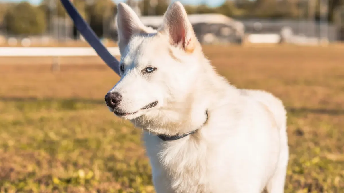 A medium-sized dog wearing a head halter while walking calmly on a leash
