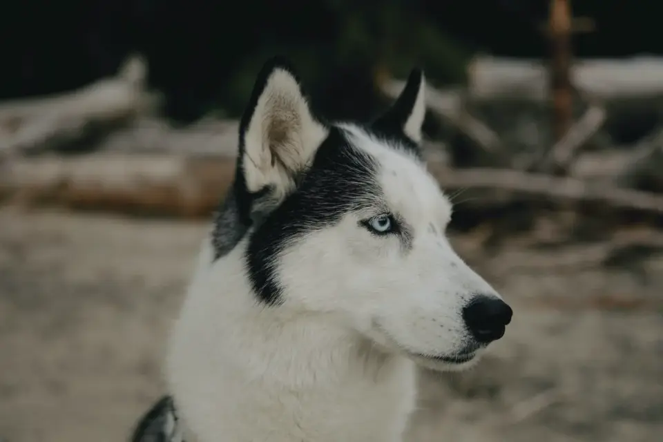 A person brushing the undercoat of a husky in a yard