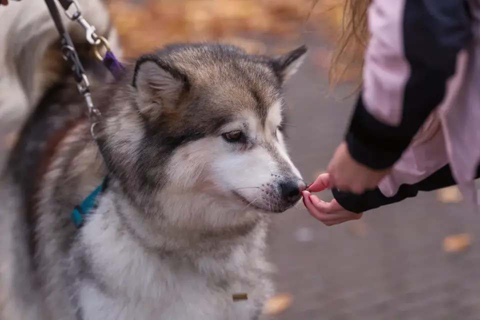 A person crouched beside a nervous dog on a leash on a sidewalk