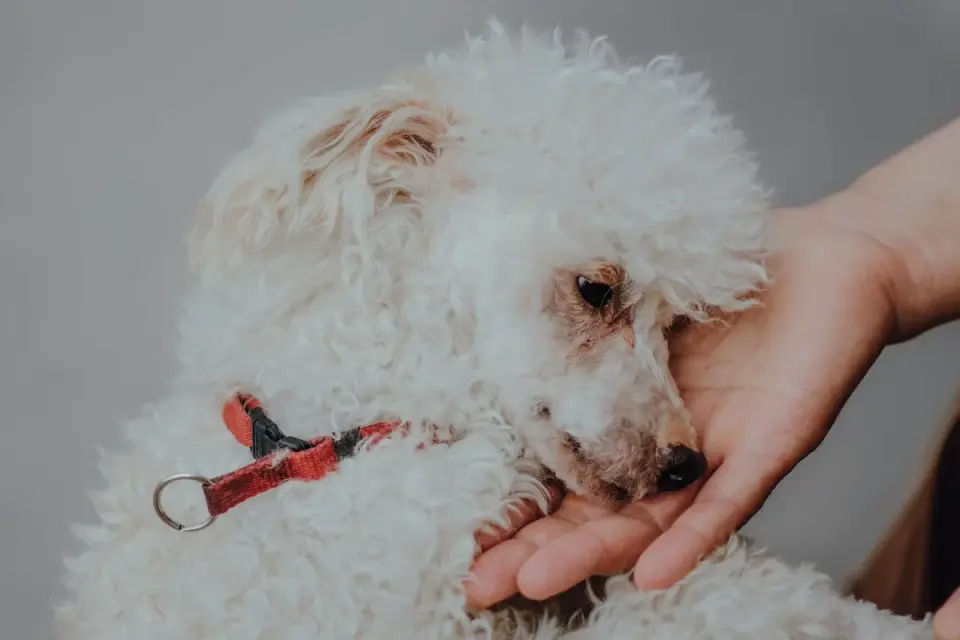 A person gently lifting a small toy poodle puppy with both hands