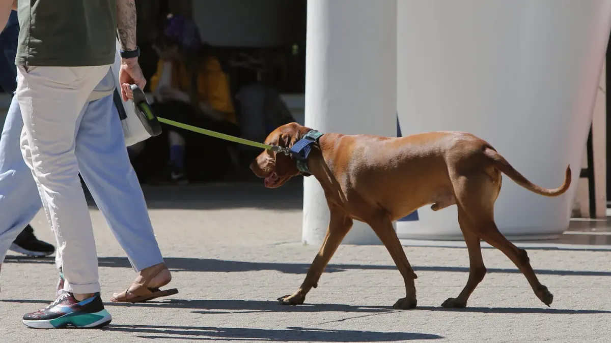A person holding a leash close to their side while a dog walks near a crowded sidewalk