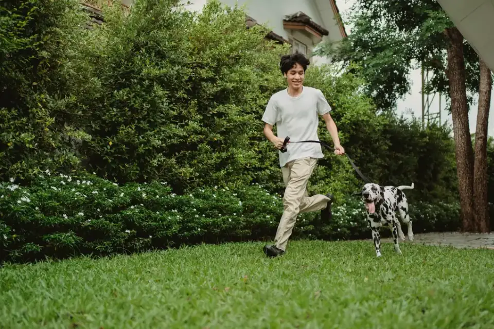 A pet sitter walking a dog through a familiar backyard