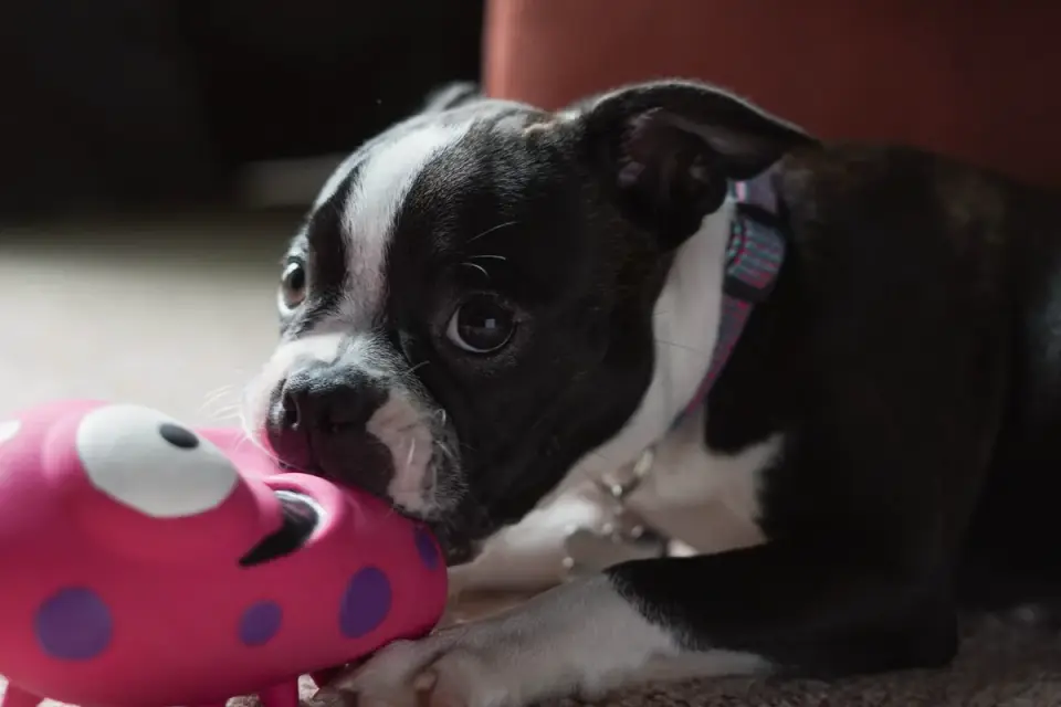 A puppy lying on the floor chewing a frozen, food-stuffed rubber toy
