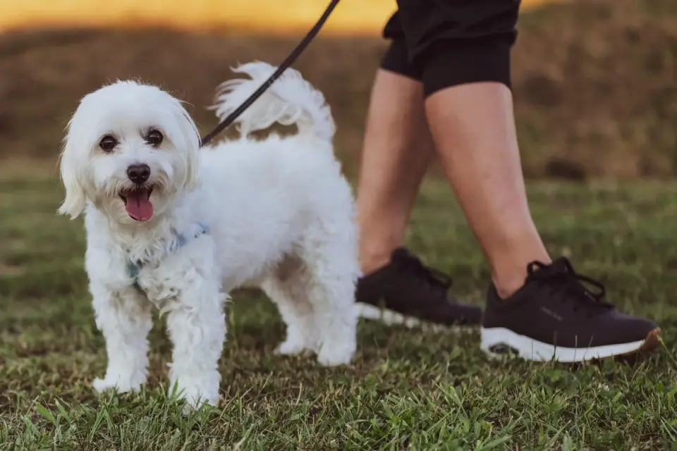 A puppy on a short leash being led to a grassy potty spot in a yard
