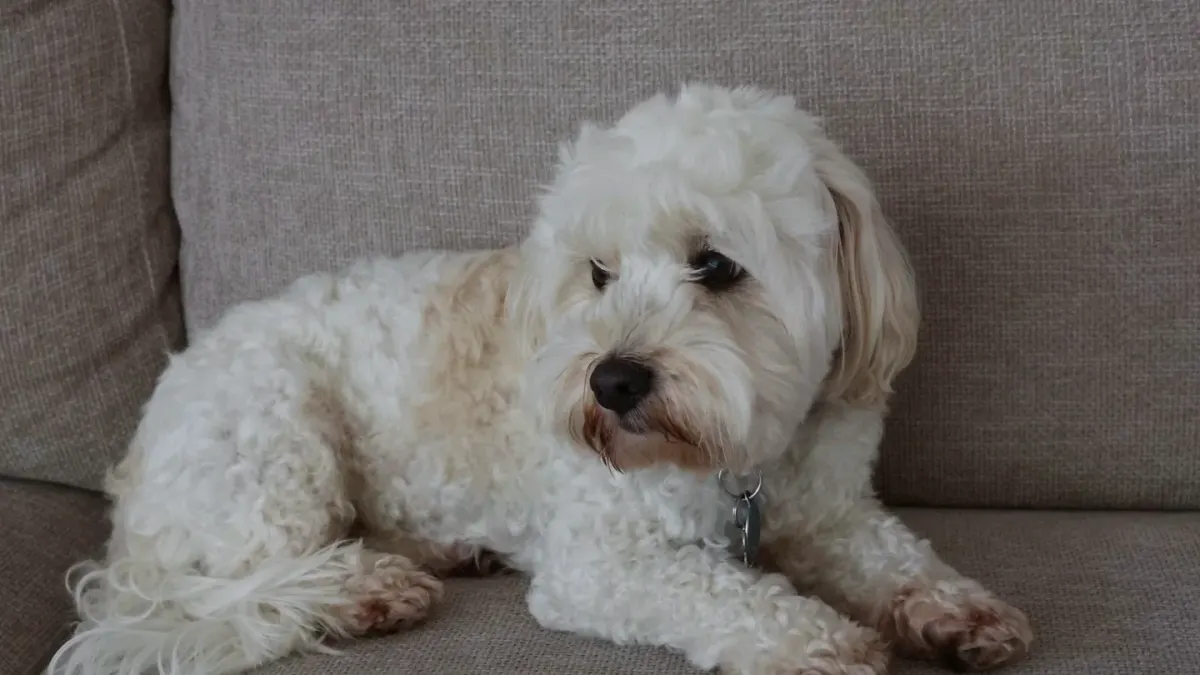 A rescue dog lying low near a doorway in a new home, watching cautiously