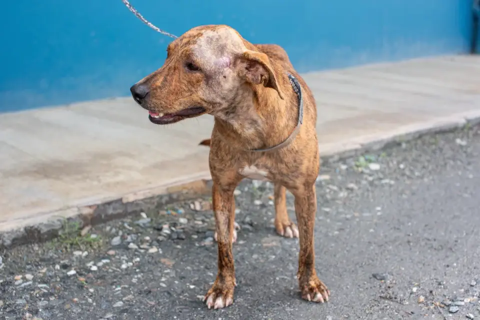A rescue dog partially hidden behind a couch on its first day in a new home