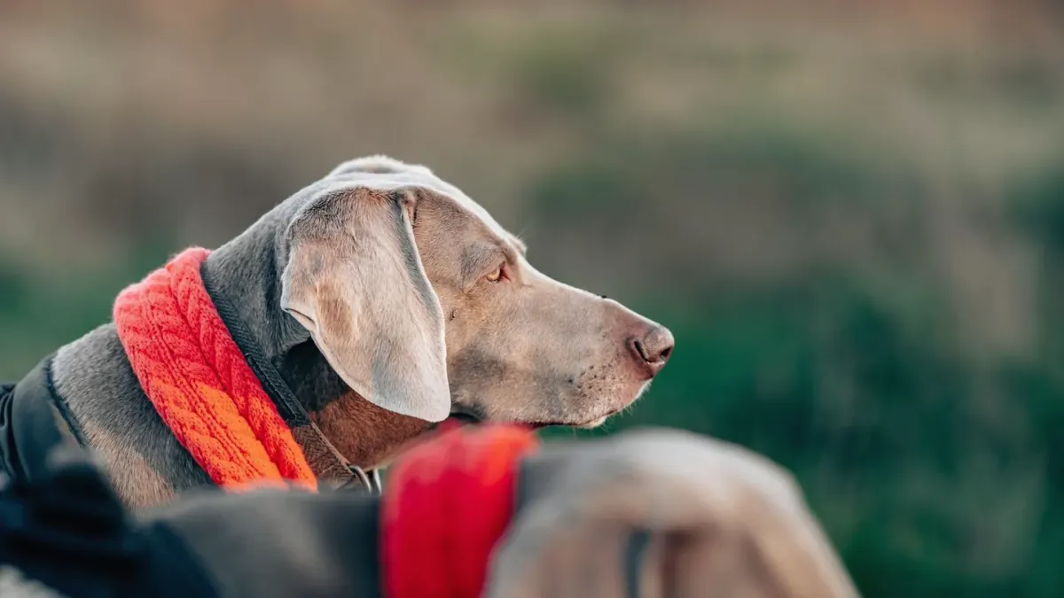 A rolled leather dog collar and a flat nylon dog collar laid side by side