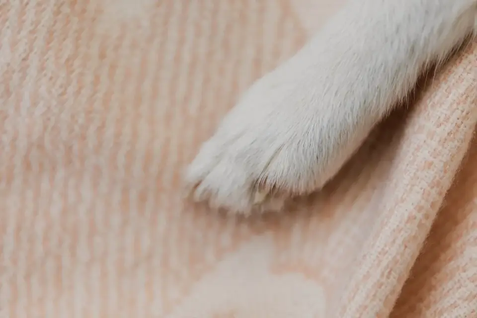 A rotary nail grinder being used on a dog&#x27;s front paw