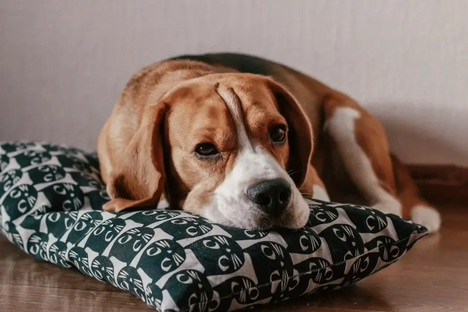 A senior beagle standing on a hardwood hallway floor