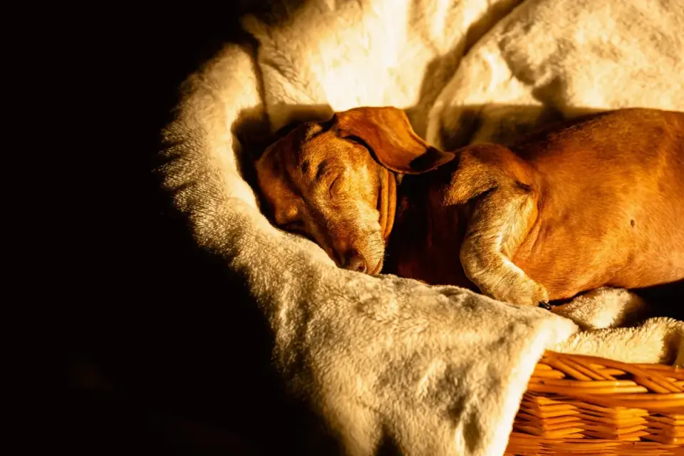 A senior dachshund resting on a low orthopedic bed