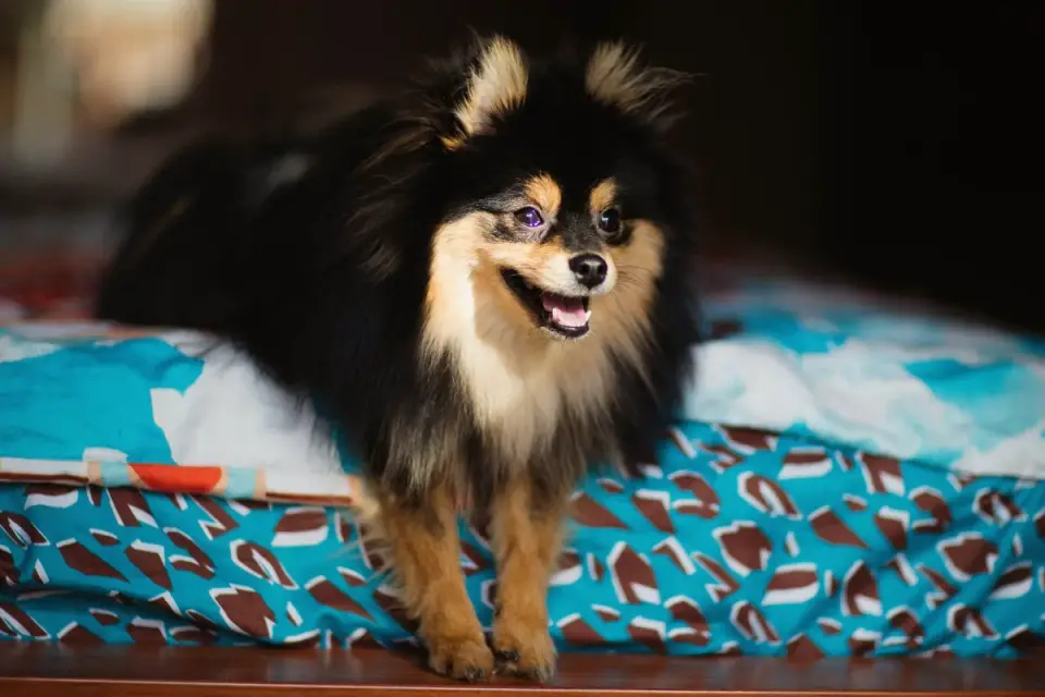 A senior dog climbing a padded ramp positioned against a bed