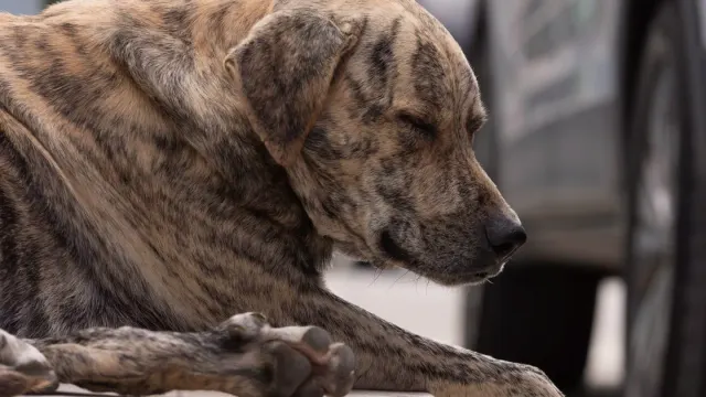 A senior dog descending a rubber-textured ramp toward an open car trunk
