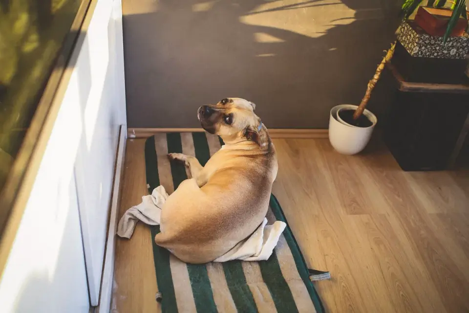 A senior dog lying flat on a gel cooling mat indoors