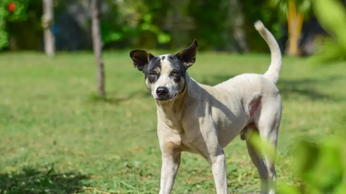 A senior dog pausing mid-stride with its back end lowered on a grass path