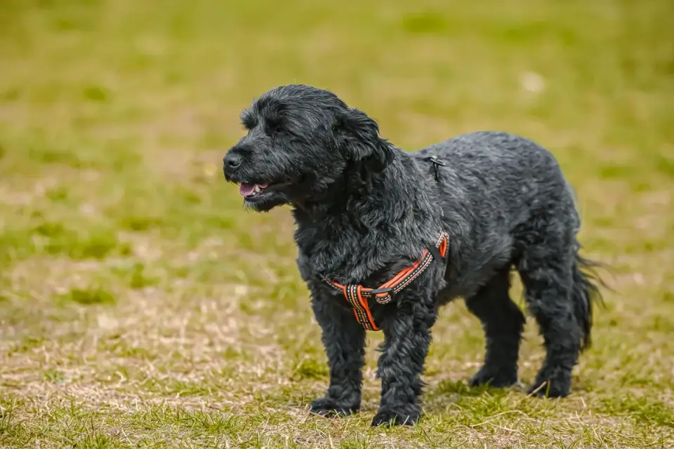 A senior dog pausing mid-stride with its back end lowered on a grass path