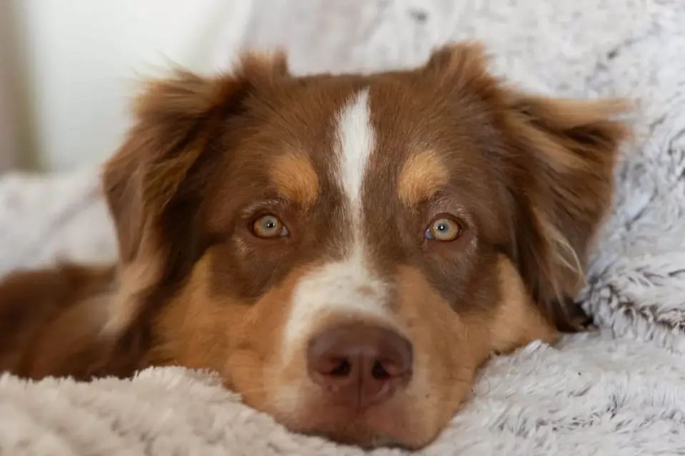 A senior dog resting calmly on a dog bed