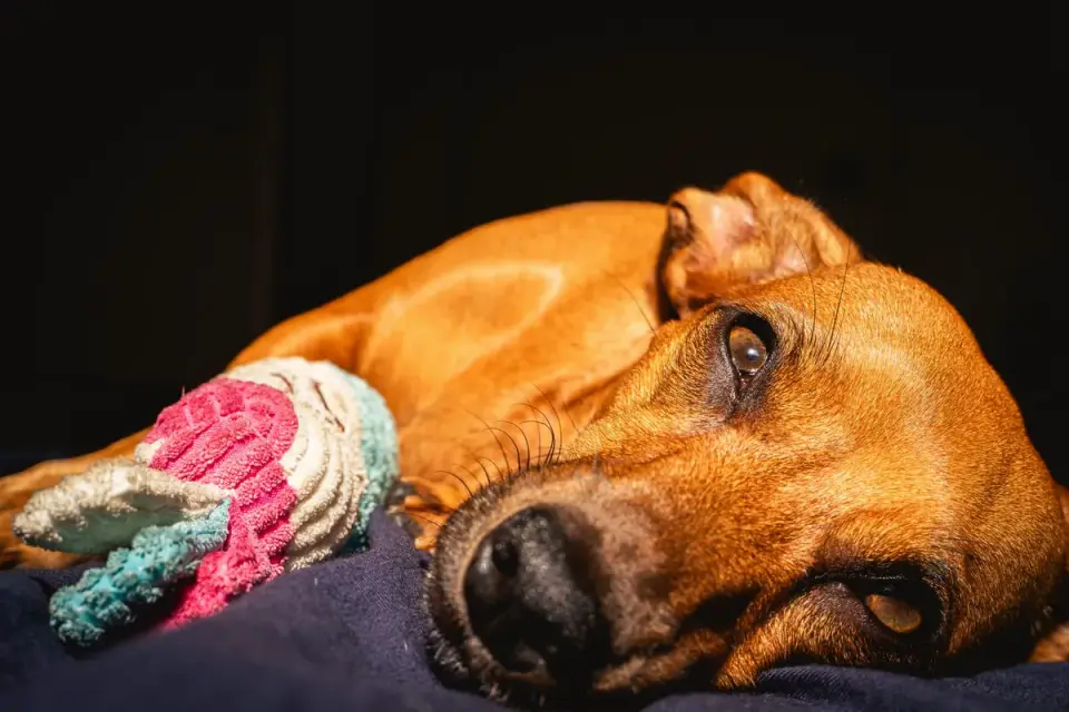 A senior dog resting on a dog bed while chewing a quiet rubber toy