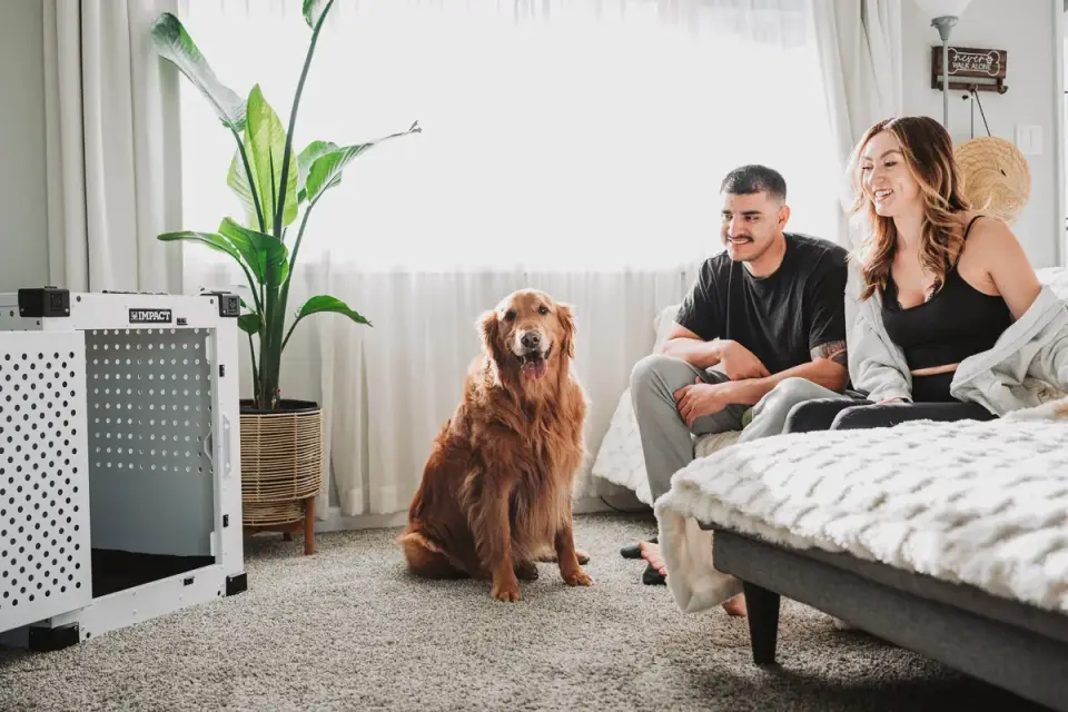 A senior dog resting quietly inside an open crate in a home living room