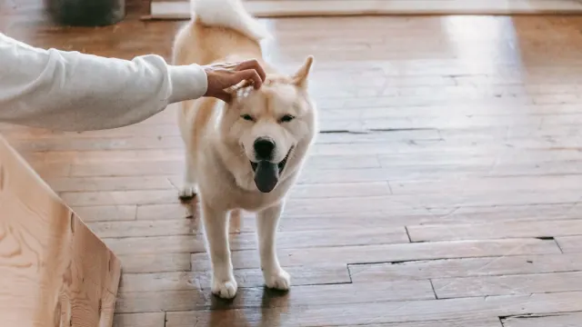 A senior dog standing cautiously on a hardwood floor