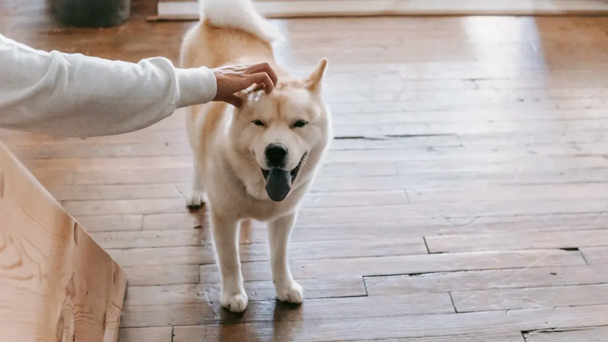 A senior dog standing cautiously on a hardwood floor