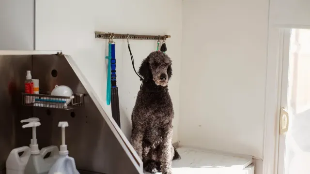 A senior dog standing on a padded grooming table while being brushed