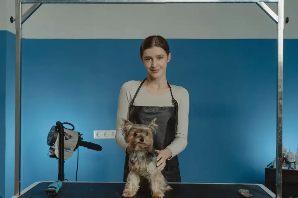 A senior dog standing stiffly on a grooming table while a groomer works nearby