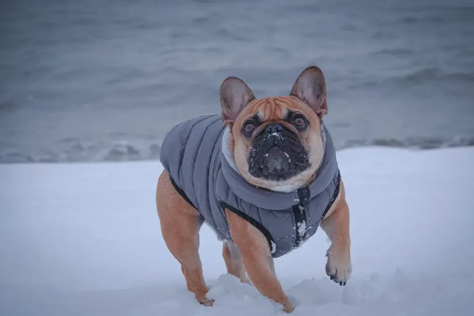 A senior dog wearing an insulated winter coat during a short walk in light snow