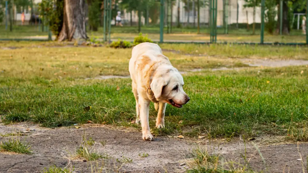 A senior golden retriever walking at an easy pace beside its owner on a grass path