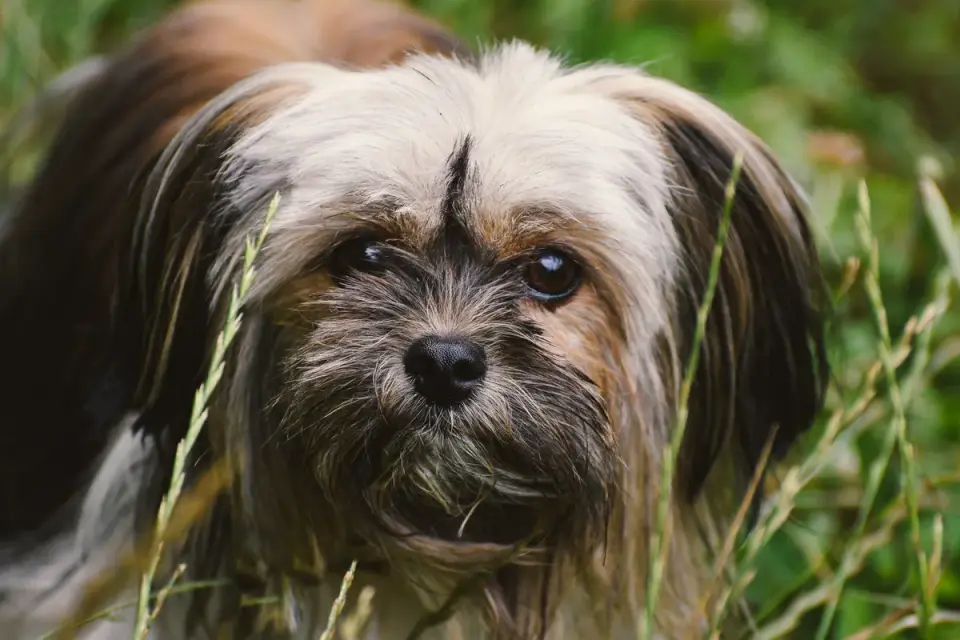 A senior Lhasa Apso resting comfortably on a soft dog bed
