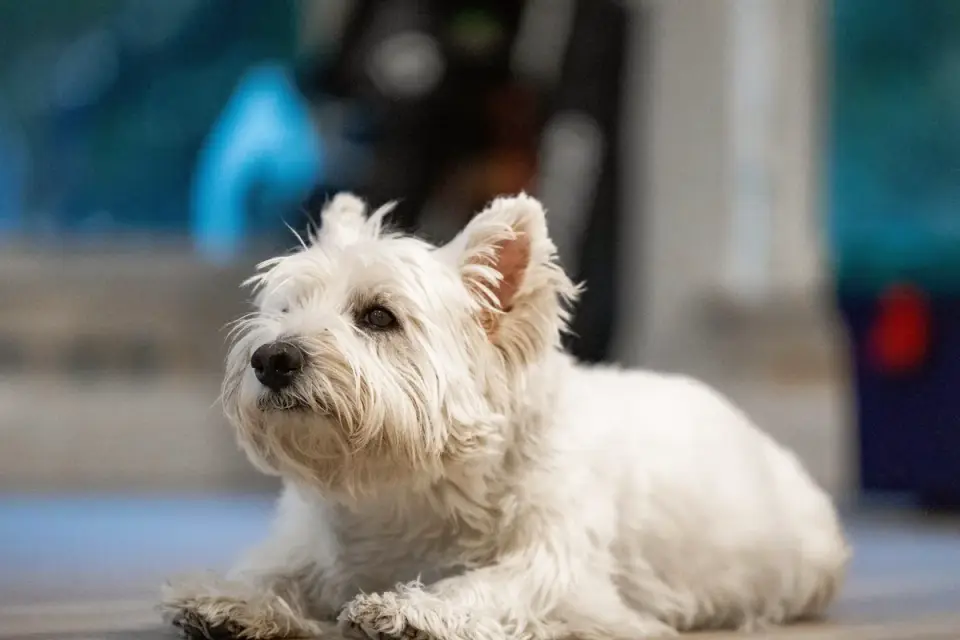 A senior terrier mix lying calmly on a dog bed indoors
