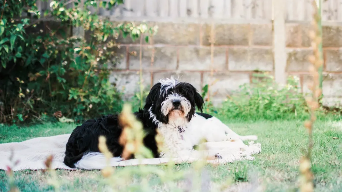 A Shih Tzu and a Lhasa Apso sitting side by side, showing the difference in muzzle length and coat texture