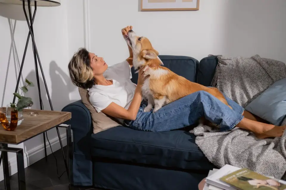 A short-legged Corgi walking up a ramp onto a couch