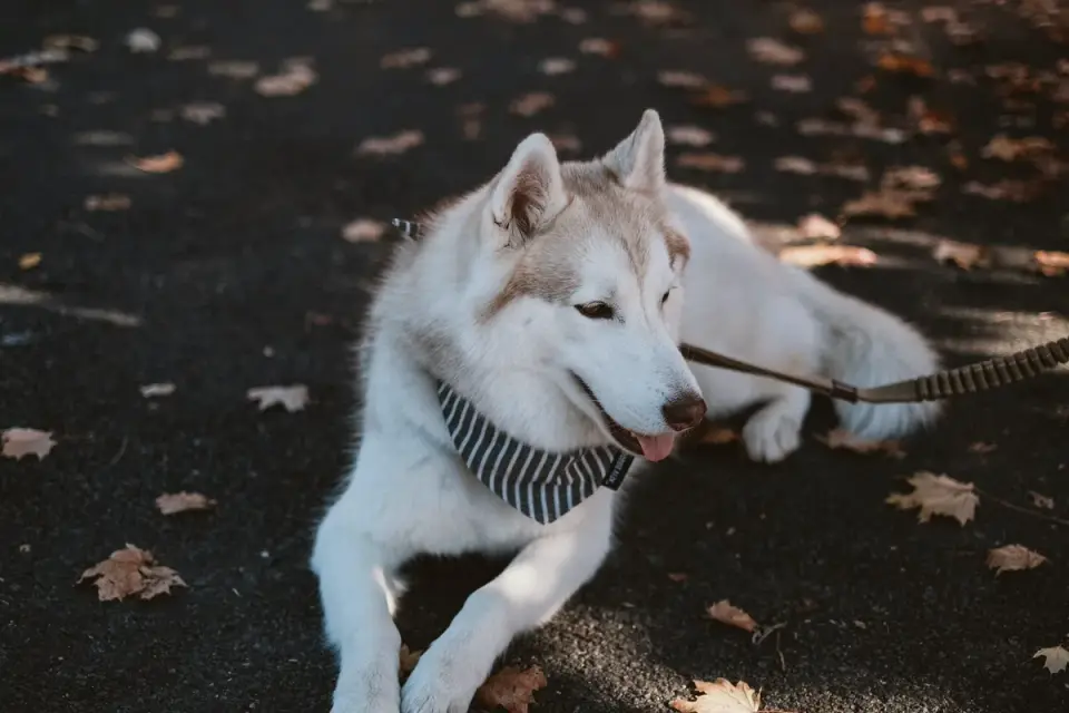 A Siberian Husky standing on grass with loose undercoat visible during a seasonal shed
